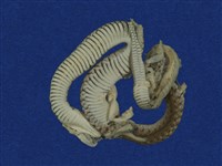 草花蛇藏品圖，第5張